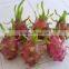 fresh dragon fruit
