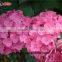 Fresh Cut Flowers Wholesale High Quality Cut Fresh Hydrangea With 50cm Long Stem