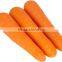 Supply fresh carrot with good quality for sale