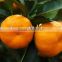 2016 Fresh Mandarin Orange