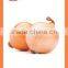 bulk chinese Best quality fresh yellow onion