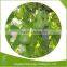 Chinese top quality kanpyo dried kanpyo