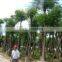 outdoor ornamental landscape blooming plants of Delonix regia (Boj.) Raf