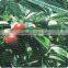 50mmx50mm Square Mesh Anti bird net use for the building, HDPE Monofilament net, PE net