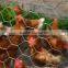 PVC coated Wire Material hexagonal chicken wire mesh