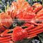 Best-selling and High quality sea food crab at reasonable prices , paid samples available