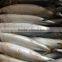 pacific mackerel 400~600g