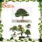 Artificial Japanese Fruticosa Tree indoor plant for home decorated