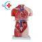 HC-S244 Human female torso & organ anatomical teaching model