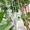 Agriculture Greenhouse Tomato Hook Ear Clips Roller Hooks with Twine PVC Hanger
