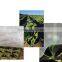 non-woven mulch cover wholesale