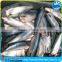 frozen pacific mackerel HGT