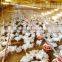 Full Set High Quality Automatic Poultry Equipment for Broiler Poultry Farm House