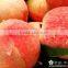 2015 fresh peach from china