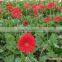 fresh cut flowers charming gerbera flowers from kunming