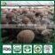 Shiitake Mushroom Seed,Shiitake Spawn,Mushroom Export Price