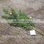 Artificial Decorative Pine Boughs For Christmas Tree