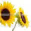 Mother's Day Fresh Cut yellow sunflower Flower for Wholesale