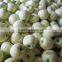 good quality golden delicious apple china bagged golden apples