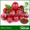 herbal extract bilberry anthocyanidin 25% from GMP maufacturer