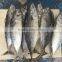 TOP Qualiyt 750g up Frozen Bonito Tuna for Market