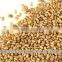 2016 Medicago sativa seeds/Alfalfa Seeds for Sprouting Use