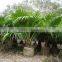 Ornamental Plant Livistona Chinensis
