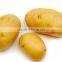 Sell Chinese Fresh Potato to Southeast Asia