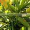 King F1 Hybrid Squash Seeds