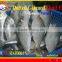 FROZEN DOTTED GIZZARD SHAD FISH W/R