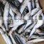 Single frozen sardine for fishing bait pilchard