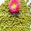 High quality and cheap mung beans price
