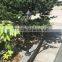 outdoor garden pole lantern/plastic street light/standing gate light