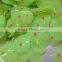 Cute Design Fda Silicone Stretch Lids beautiful Silicon Cup Covers