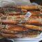 Frozen Argentina Squid