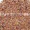 2013 new crop red sorghum (red broomcorn/kafir corn/kaoliang)