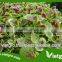 High Yield OP Purple Amaranth Seeds VGAP / Vegetable seeds