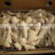 New crop ginger root ginger for sale with good quality