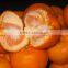 Fresh Baby Mandarin Orange Citrus Fruits