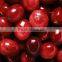 Natural Cranberry Extract with Anthocyanidins from GMP Factory