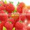 healthy and delicious strawberry chocolate snack food77