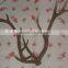 Wall Decoration Mounted Animal Dear Antler Horn Ornament
