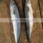 2016 landing sea frozen mackerel 150-200g