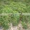 Carmona Microphylla shrub trees