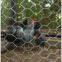 Chicken Wire