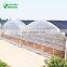 Multi Span PE Plastic Film Hydroponic Systems Greenhouse Agricultural