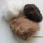 Merino Wool/greasy Wool Cashmere And Merino Wool  Natural White Sheep Wool
