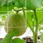 Tomato Support Mesh Climbing Net For Plant Scrog White Plant Support Net