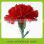 Fresh Cut carnations for sale High Quality Flower