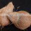 2016 fresh crop young coconut